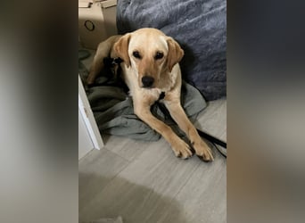 Nelio ❤️ wartet in 01640 Coswig auf deinen Besuch