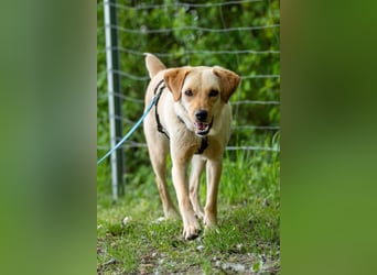Nelio ❤️ wartet in 01640 Coswig auf deinen Besuch