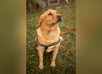 Roki ❤️ lieber, verschmuster Familienhund