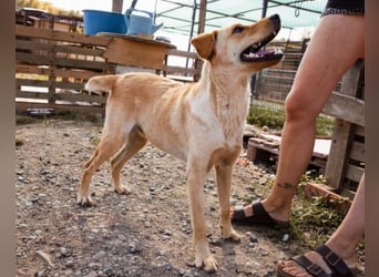 Nelio ❤️ junger, verspielter Labi-Mix