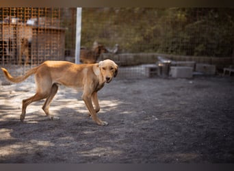Dany ❤️ aktiver, aufgeschlossener & goldiger Hundebub