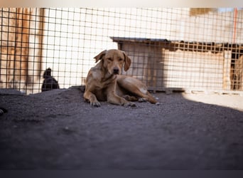 Danny ❤️ aktiver & goldiger Hundebub