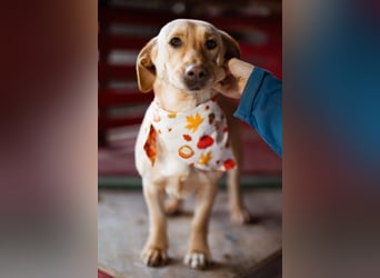 Sally ❤️ kuschlige, ruhige Labi-Hündin