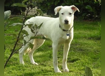 Labi-Boxer-Rüde ♥SNOW♥ sanft und lieb wartet bereits in 86925 Fuchstal-Leeder