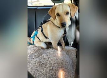 Nelio ❤️ wartet in 01640 Coswig auf deinen Besuch
