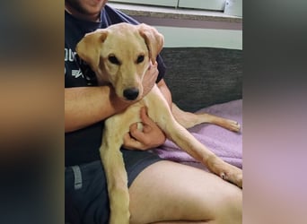 Nelio ❤️ junger, verspielter Labi-Mix