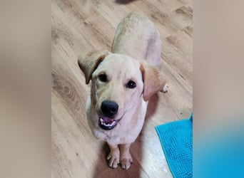 Nelio ❤️ junger, verspielter Labi-Mix