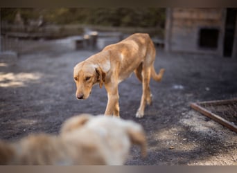 Dany ❤️ aktiver, aufgeschlossener & goldiger Hundebub