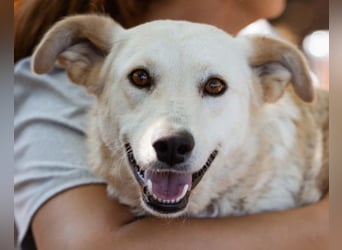 Lola ❤️ intelligente, verschmuste Hündin