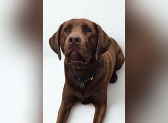 Nacho ❤️ sensible, loyale Fellnase