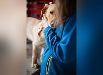 Sally ❤️ kuschlige, ruhige Labi-Hündin