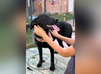 Labbi-Mix GABY❤️albern, liebenswert und ein Herz aus Gold