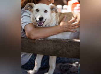 Lola ❤️ intelligente, verschmuste Hündin