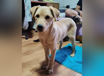 Nelio ❤️ wartet in 09648 Mittweida auf dich