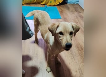 Nelio ❤️ junger, verspielter Labi-Mix