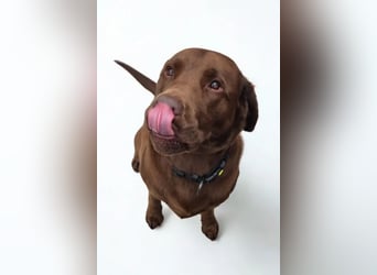 Nacho ❤️ sensible, loyale Fellnase