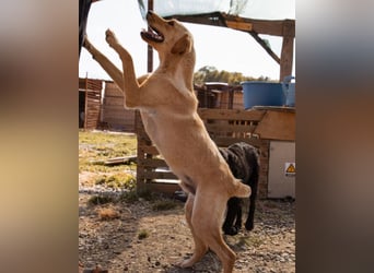 Nelio ❤️ wartet in 09648 Mittweida auf dich