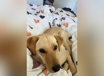 Nelio ❤️ wartet in 09648 Mittweida auf dich