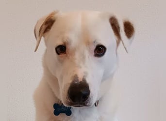 Labi-Boxer ♥SNOW♥ wartet bereits in 80993 München auf seine treue Familie