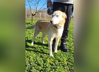 Sanftmütige Nala kennt das Leben im Haus