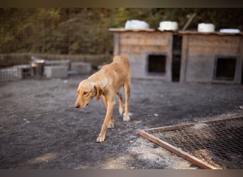 Dany ❤️ aktiver & goldiger Hundebub