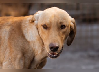 Dany ❤️ aktiver, aufgeschlossener & goldiger Hundebub