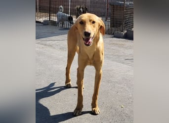 Danny ❤️ aktiver & goldiger Hundebub