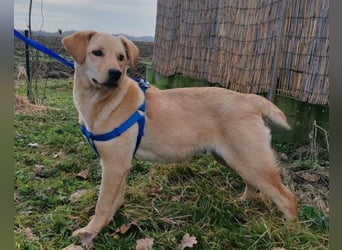 Nelio ❤️ junger, verspielter Labi-Mix