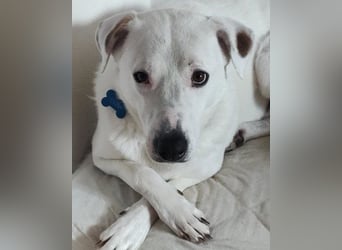 Labi-Boxer ♥SNOW♥ wartet bereits in 80993 München auf seine treue Familie