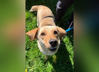 Nelio ❤️ wartet in 09648 Mittweida auf dich