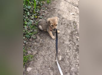 Faby - klein, fein und voller Lebensfreude - noch in Rumänien