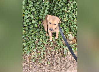 Ryanna - leise, wach und voller Vertrauen - aktuell noch in Rumänien