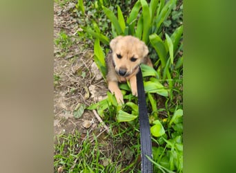 Faby - klein, fein und voller Lebensfreude - noch in Rumänien