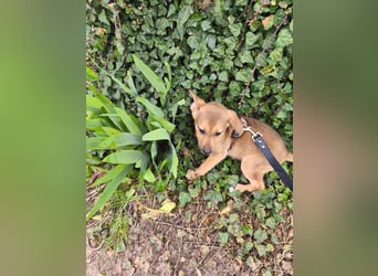 Ryanna - leise, wach und voller Vertrauen - aktuell noch in Rumänien