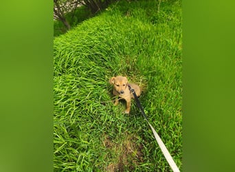 Ryanna - leise, wach und voller Vertrauen - aktuell noch in Rumänien