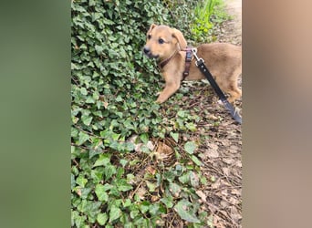 Ryanna - leise, wach und voller Vertrauen - aktuell noch in Rumänien