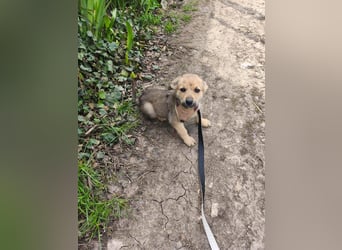 Faby - klein, fein und voller Lebensfreude - noch in Rumänien