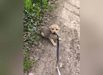 Faby - klein, fein und voller Lebensfreude - noch in Rumänien