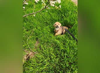 Faby - klein, fein und voller Lebensfreude - noch in Rumänien