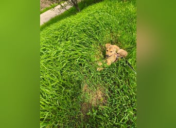 Ryanna - leise, wach und voller Vertrauen - aktuell noch in Rumänien