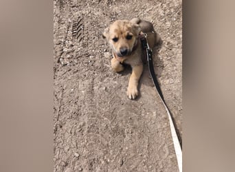 Faby - klein, fein und voller Lebensfreude - noch in Rumänien