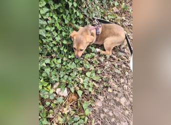 Ryanna - leise, wach und voller Vertrauen - aktuell noch in Rumänien