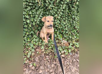 Ryanna - leise, wach und voller Vertrauen - aktuell noch in Rumänien