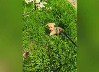 Faby - klein, fein und voller Lebensfreude - noch in Rumänien