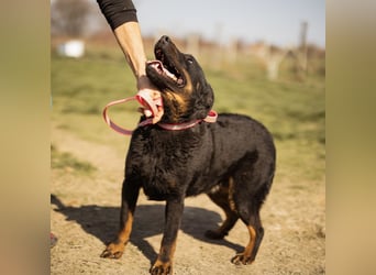 Ares ein absoluter Schatz
