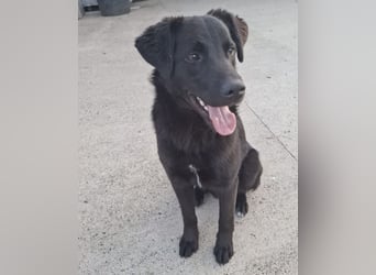 Lugano ein toller Familienhund