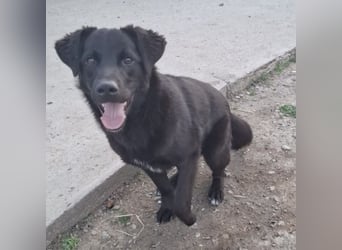 Lugano ein toller Familienhund