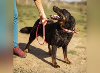 Ares ein absoluter Schatz