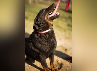 Ares ein absoluter Schatz