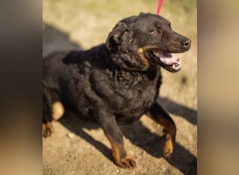 Ares ein absoluter Schatz
